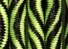 Black/Neon BOOMLACES